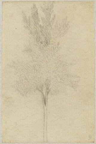 Un arbre