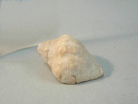 coquillage